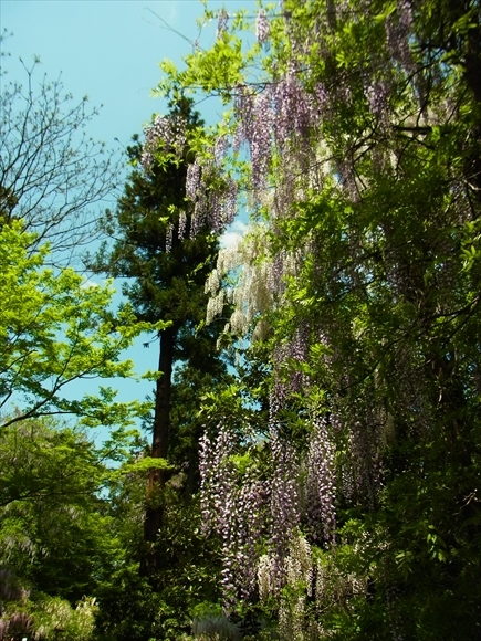 e0083517_17170822.jpg