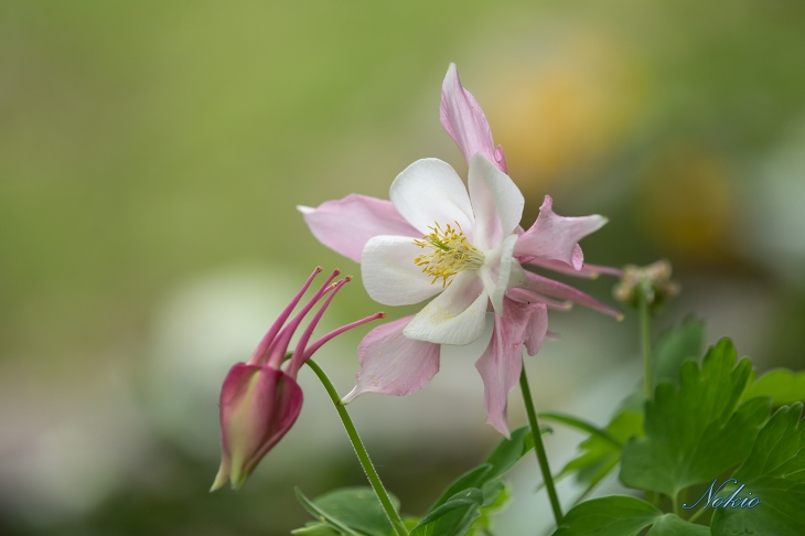 緑道の花③_f0173817_15285691.jpg