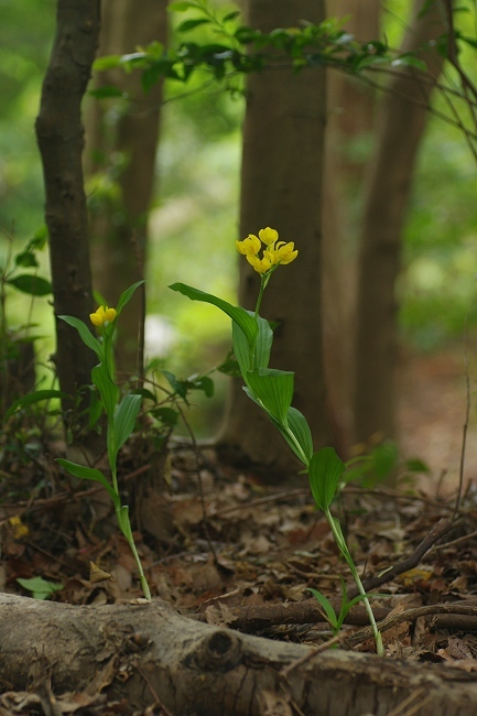 野草_c0047422_09144408.jpg