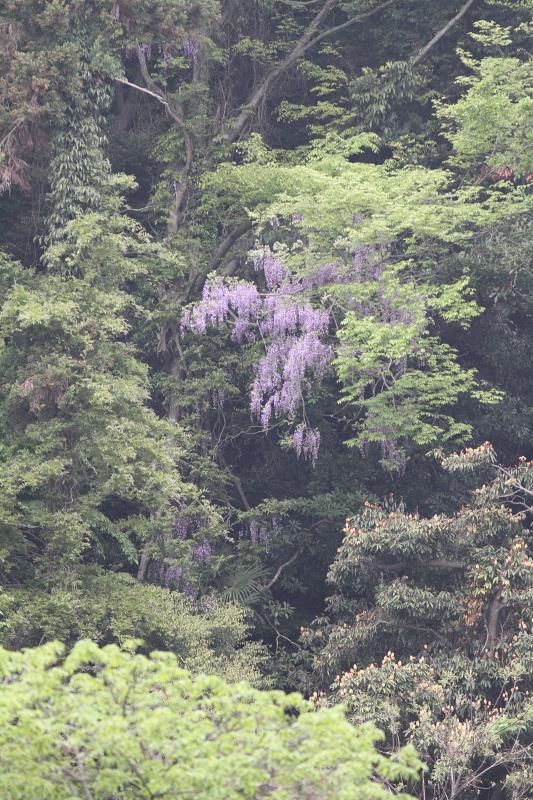 天然の藤の花_d0240223_18532420.jpg