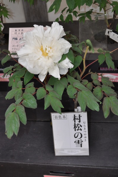牡丹園 : mosquitogarden