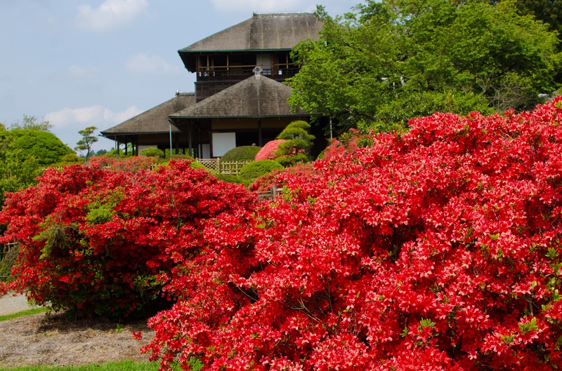 好文亭とつつじ・・とカラス_b0230131_1884726.jpg