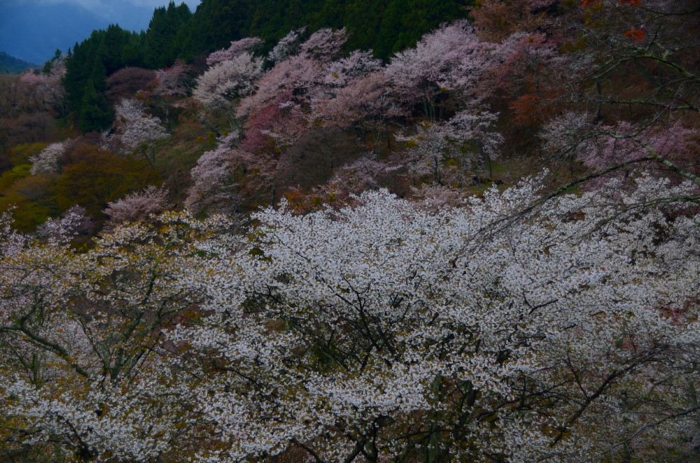 吉野上千本　桜Ⅱ_a0287533_8455460.jpg