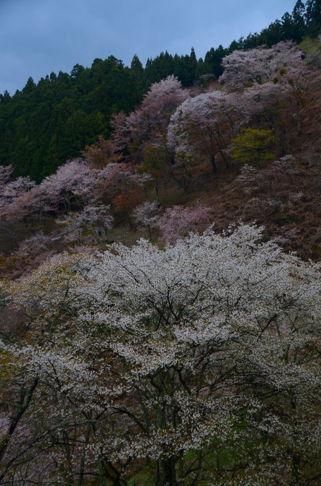 吉野上千本　桜Ⅱ_a0287533_846843.jpg