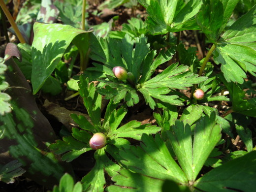 短角牛が育むカタクリの花園２０１５_b0206037_07434375.jpg