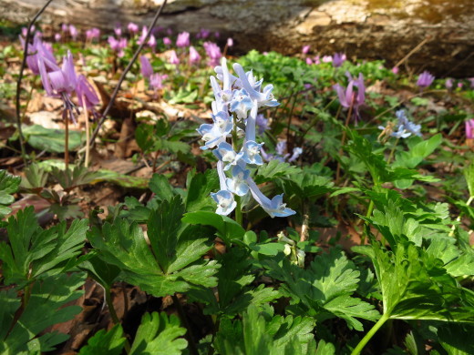 短角牛が育むカタクリの花園２０１５_b0206037_07441049.jpg