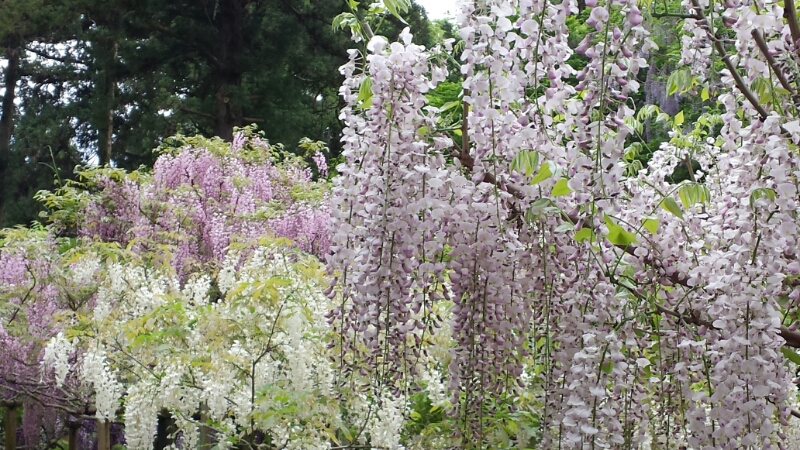 奈良萬葉植物公園_f0330437_8184183.jpg