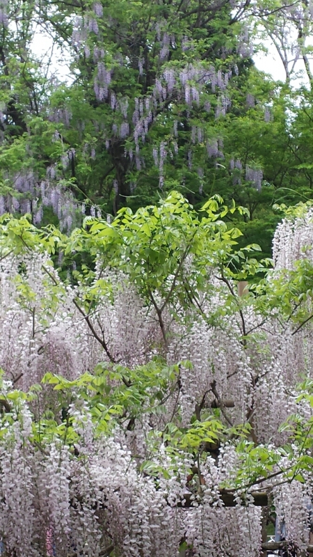 奈良萬葉植物公園_f0330437_8411722.jpg