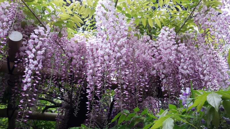 奈良萬葉植物公園_f0330437_875463.jpg