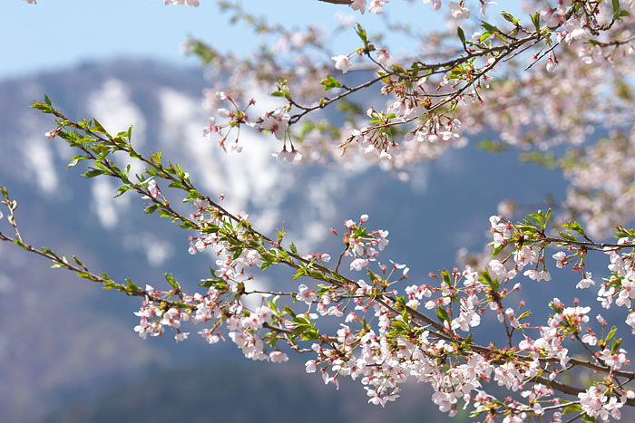 桜便り’１５　＃１５　神鍋高原の桜_c0067040_23041480.jpg