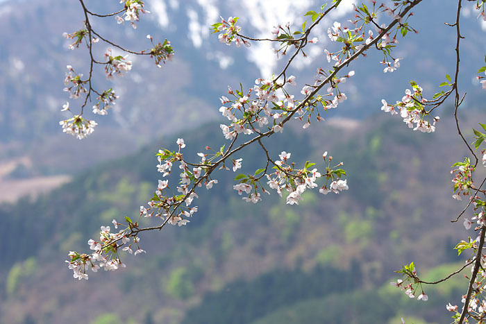 桜便り’１５　＃１５　神鍋高原の桜_c0067040_23042901.jpg