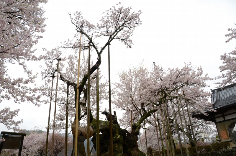 実相寺の山高神代ザクラ_c0220040_2044233.jpg