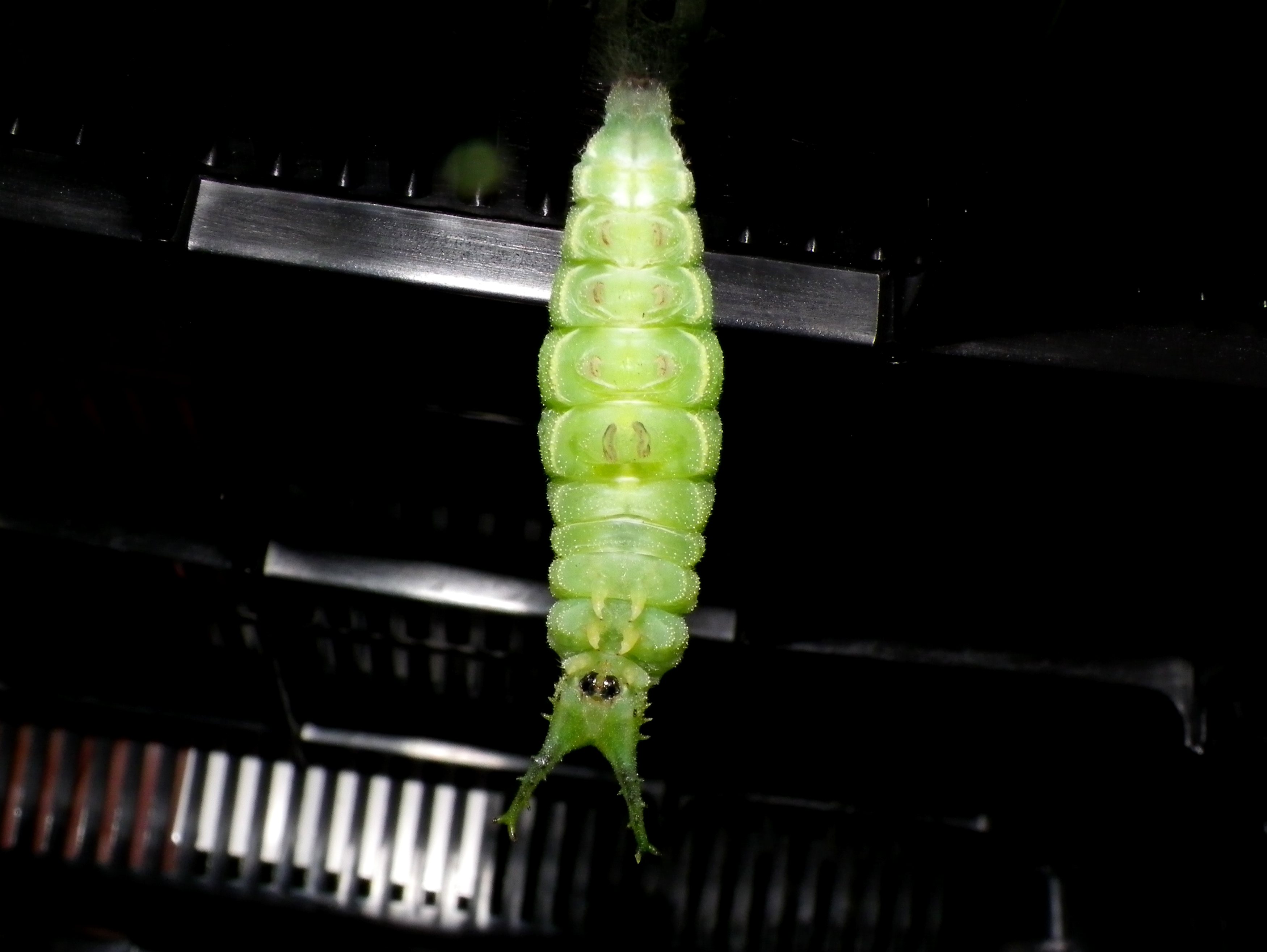 ゴマダラチョウ 蛹化の瞬間_d0254540_1912569.jpg