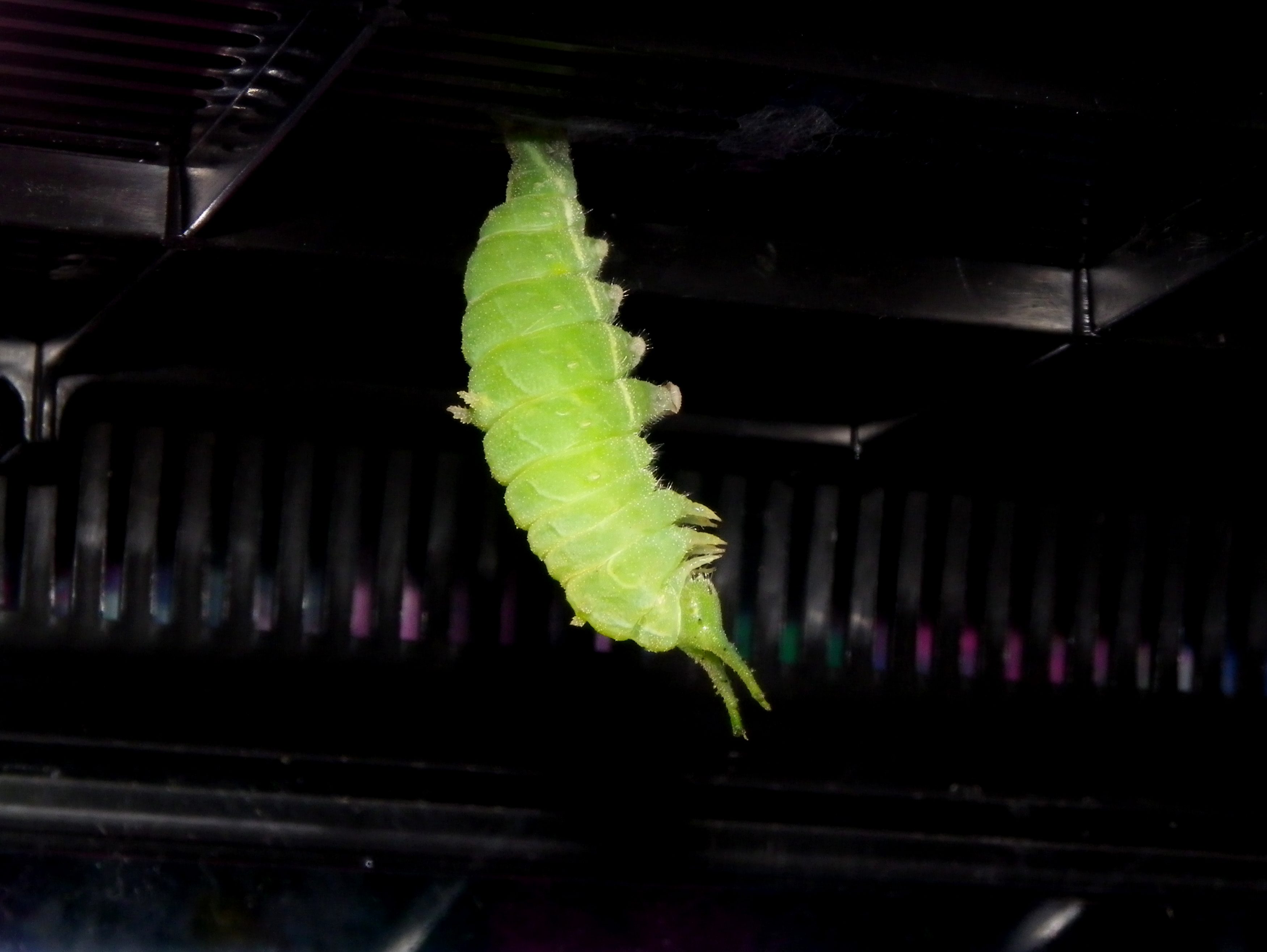 ゴマダラチョウ 蛹化の瞬間_d0254540_1915435.jpg