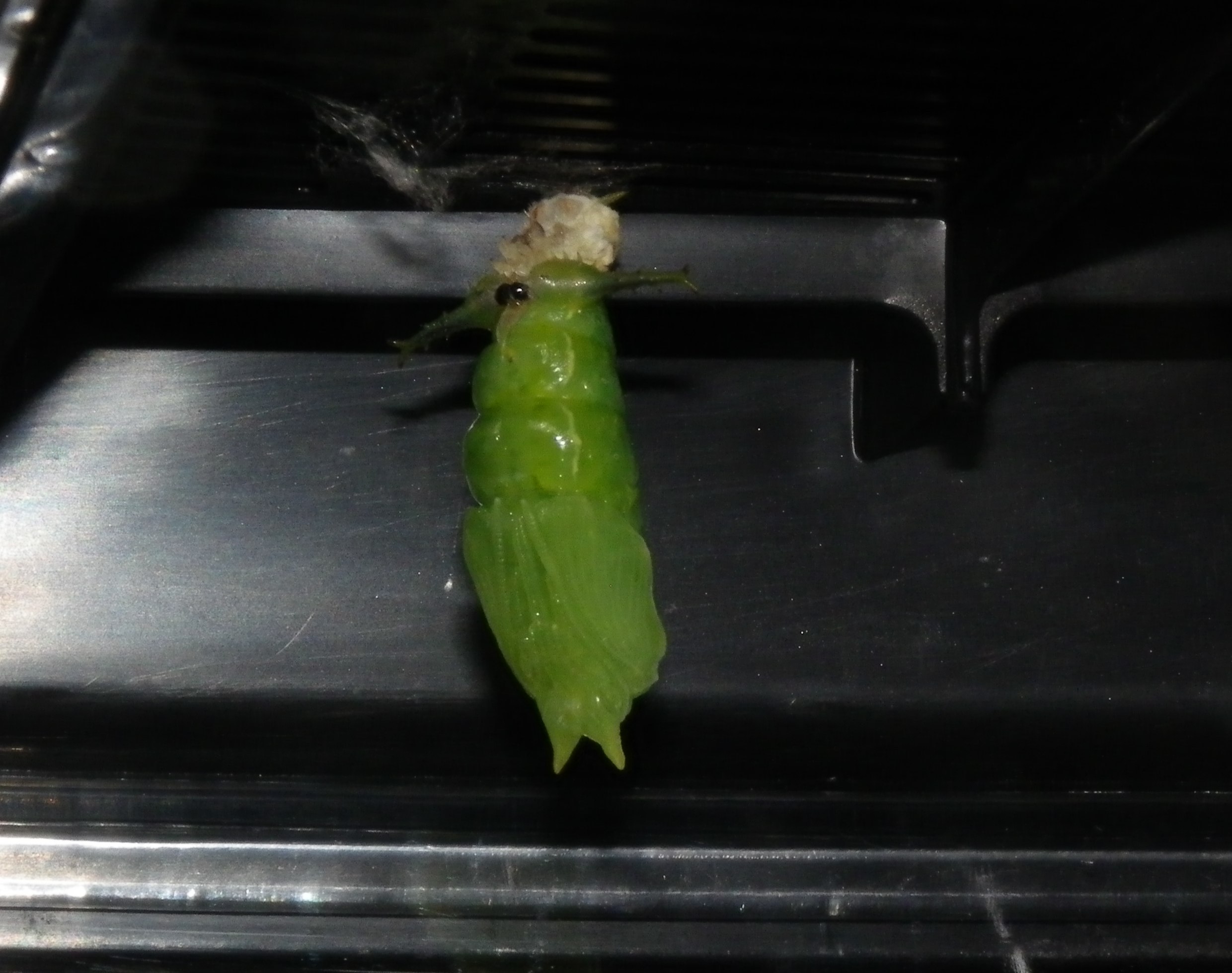 ゴマダラチョウ 蛹化の瞬間_d0254540_19164043.jpg