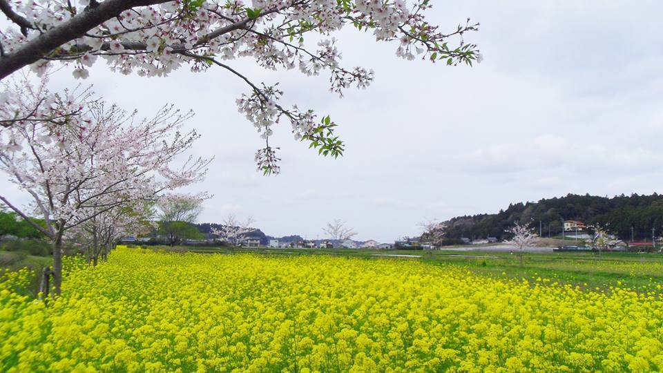 春の景色と菜の花_a0206542_11264241.jpg