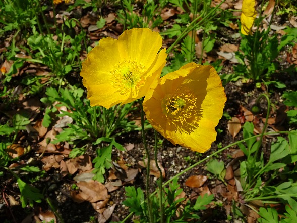 長居植物園は花盛り_b0299042_159461.jpg