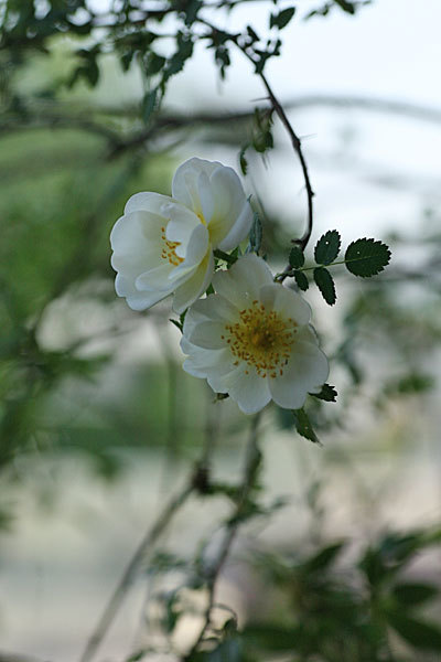 ロサ・スピノシッシマ・アルタイカ(Rosa spinosissima altaica ロサ・スピノシッシマ・アルタイカ(Rosa spinosissima altaica
