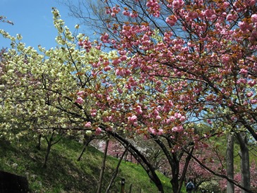 e0011145_1482848.jpg