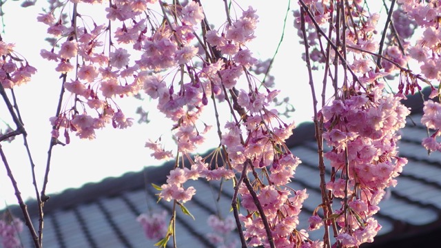 ２０１５年の桜_f0065847_1843882.jpg