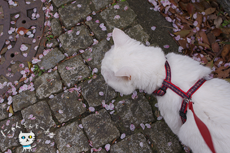 お城公園のお散歩　～お花見にゃんこ～_e0031853_12473179.jpg