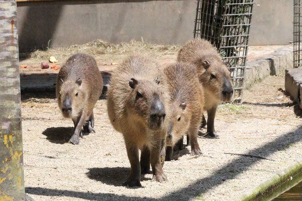 東武動物公園へ行ってきました♪_e0294253_12340425.jpg