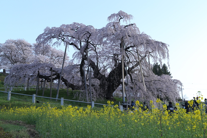 福島県三春町の桜_a0278554_542677.jpg