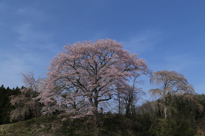 福島県三春町の桜_a0278554_554258.jpg