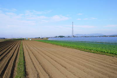 有機栽培の水田ごぼう まもなく収穫&出荷!直前の様子を現地取材!!_a0254656_15375243.jpg