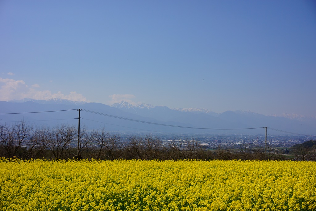 Rapeseed Blossom 長野県松本市 菜の花畑 Photo 行雲流水 Rapeseed Blossom 長野県松本市 菜の花畑 Photo 行雲流水