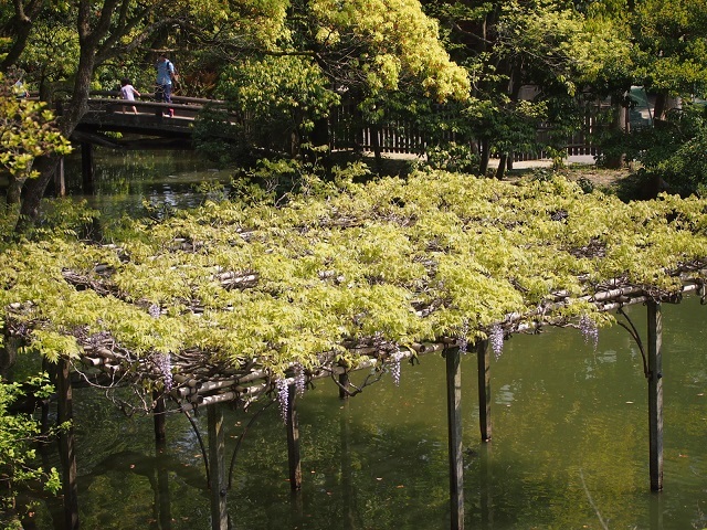 鳥の木珈琲から拾翠亭へ_a0331259_19130643.jpg