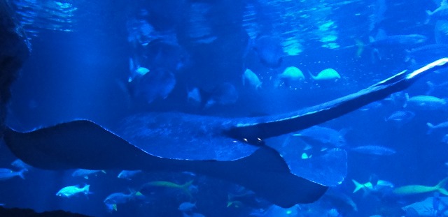 ＜2015年５月＞すみだ水族館（東京ｽｶｲﾂﾘｰ）から両国への散策_c0119160_829512.jpg