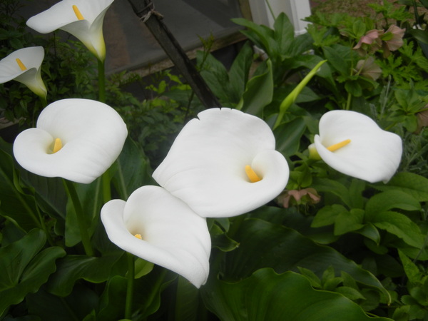 ’15,4,30(木)静かなゴールデンウィーク!_f0060461_11211484.jpg