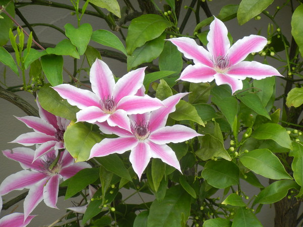 ’15,4,30(木)静かなゴールデンウィーク!_f0060461_1124174.jpg