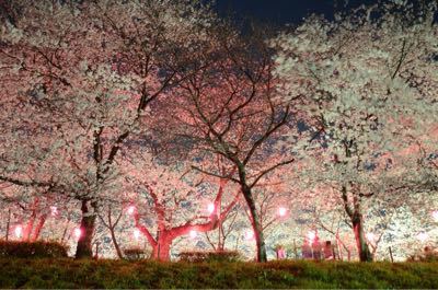 埼玉の幸手権現堂桜堤〜_e0338865_21235467.jpg