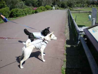 Izu Shaboten park _e0217871_14222197.jpg