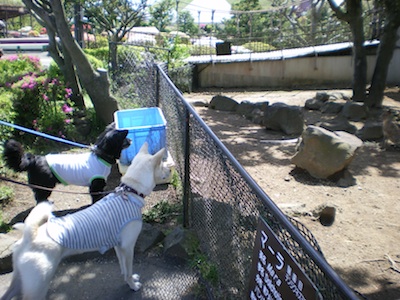 Izu Shaboten park _e0217871_14222844.jpg