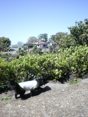 Izu Shaboten park _e0217871_1438459.jpg