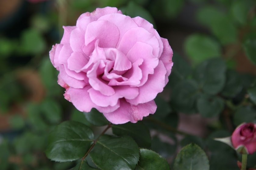 さすがのエンジェル フェイス バラの香り 4 Seasons