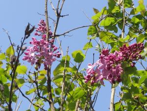 散歩で見かけた花（仙台市近郊）_e0148077_182058.jpg