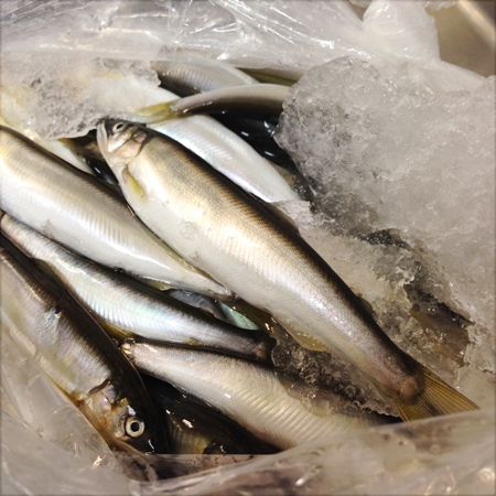 琵琶湖の天然 稚鮎 ちあゆ と山菜たちが入荷しました 空想の食堂 空っぽのオモチャ箱 Goccia Ponto 琵琶湖の天然 稚鮎 ちあゆ と山菜たちが入荷しました 空想の食堂 空っぽのオモチャ箱 Goccia Ponto
