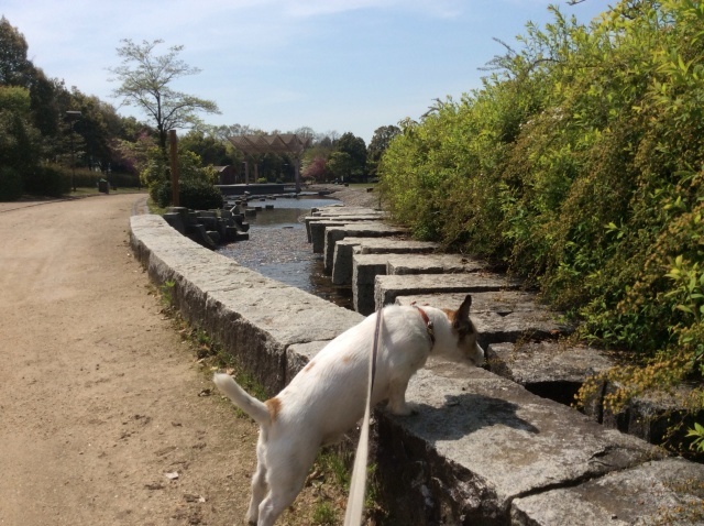 勝山 平泉寺白山神社_a0118079_19133658.jpg