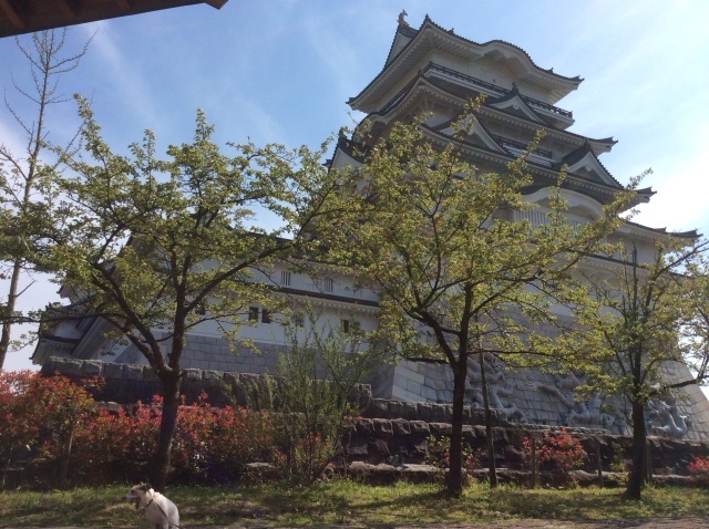 勝山 平泉寺白山神社_a0118079_19141511.jpg