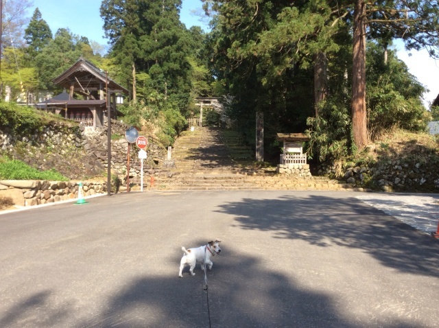 勝山 平泉寺白山神社_a0118079_19142777.jpg