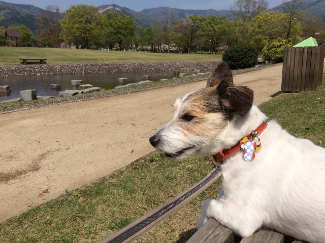 勝山 平泉寺白山神社_a0118079_19201143.jpg