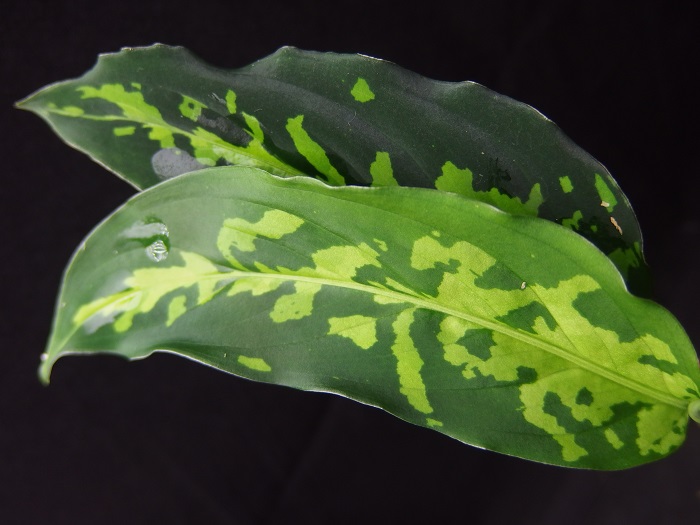 AZ便\"KÄMPFER\" アグラオネマ ピクタム マルチカラー ケンプファー AZ便/