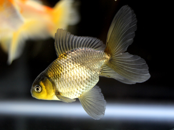 日本観賞魚フェア2015 ⑦_a0199486_23235554.jpg