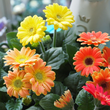 ミニガーベラは1年中お花を楽しめます_a0292194_23413575.jpg