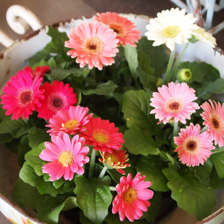 ミニガーベラは1年中お花を楽しめます_a0292194_23415629.jpg