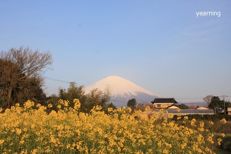 菜の花と富士山_c0265895_16322502.jpg